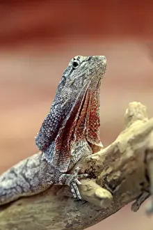 One Animal Prints: Frilled lizard