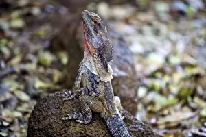 Mother Nature Prints: Frilled lizard sitting on a rock