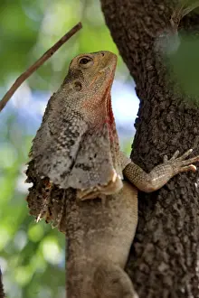 The frilled-neck lizard in a tree