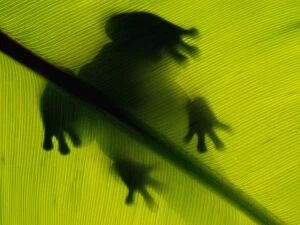 Abstracts Collection: Frog shadow green leaf