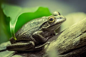 Frogs Collection: Frog on tree branch