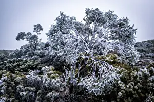 Walls Of Jerusalem Prints: Frost on the bush at Walls of Jerusalem National Park, Tasmania