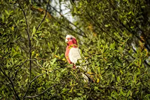 Northern Territory Prints: Galah Cockatoo