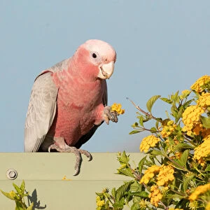Images Dated 21st May 2020: Galah eating flower