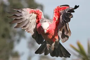Alertness Prints: Galah flying