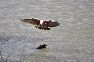 Galah