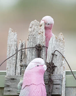 Images Dated 8th February 2021: Galah replica