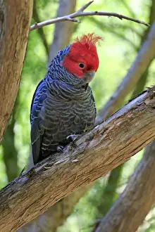 Gang-gang cockatoo