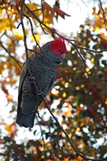 Gang-gang cockatoo (Callocephalon fimbriarum)