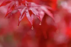 Vicki Smith Australian Landscape Photography Prints: Garden Autumn leaves in full vibrant red yellow and orange colors