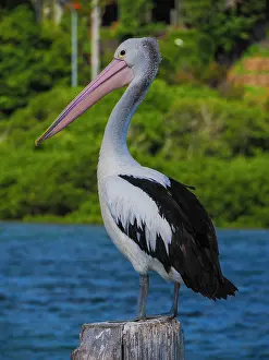 : A gathering of Australian Pelicans