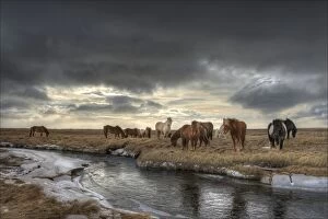 Images Dated 3rd March 2014: Gathering of Icelandic horses