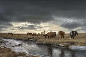 Riverbank Prints: Gathering of Icelandic horses
