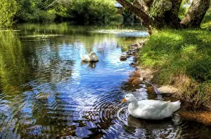 Curve Prints: The Geese at Meander River at Deloraine, Tasmania, Australia