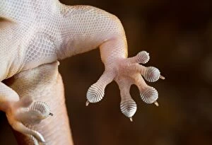 Gecko Collection: Gehyra robusta foot detail