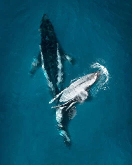 Merr Watson Aerial Landscapes Collection: Gentle Giants