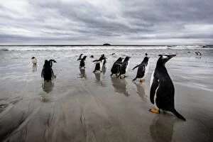 Images Dated 16th February 2016: Gentoo Penguins, Falkland Islands (Islas Malvinas), British Overseas Territory