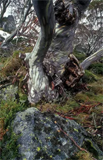 Southern lightscapes australia/ghost gum snowy mountains new south wales Southern lightscapes australia/ghost gum snowy mountains new south wales