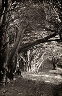 Images Dated 4th September 2010: Ghostly macrocarpa pinetrees line an old roadway on king Island, Bass Strait, Tasmania
