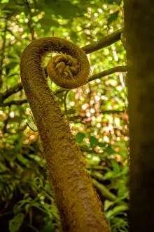 Atherton Tableland Prints: Giant Fern Sprig