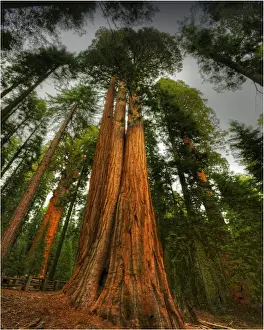National Park Prints: Giant Sequoias Kings Canyon national park, California, USA