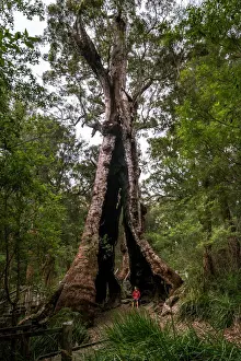 Giant Tingle Tree
