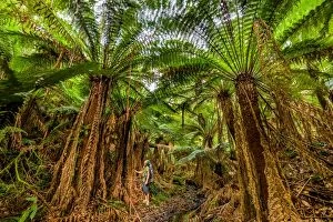 Images Dated 2nd March 2016: Giant tree ferns of Great Otway National Park, Victoria