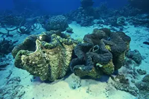 Reef Prints: Giant Tridacna Clams underwater