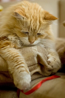 Ginger Cat with red ribbon Ginger Cat with red ribbon