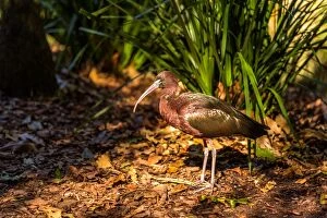 Images Dated 24th July 2016: Glossy Ibis