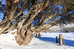 Ashley Whitworth Images Collection: Gnarled old snow gums and gate