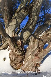Ashley Whitworth Images Collection: Gnarled snow gum trunks
