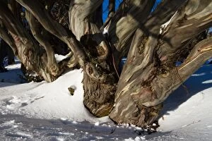 Images Dated 13th July 2014: Gnarled snow gums