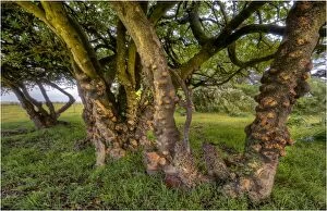 Images Dated 28th July 2012: Gnarled trees, King Island, Bass Strait, Tasmania