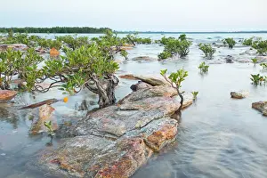 Gnarly little trees
