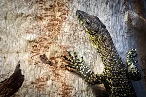 Goanna
