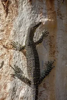 Goanna