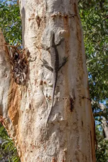Goanna