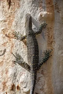 Goanna