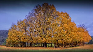 Images Dated 7th June 2023: Gold coloured Autumn, North Central Victoria, Australia