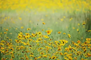 Abundance Prints: Gold flower