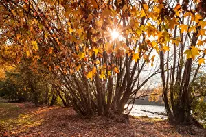 Gold Color Prints: Golden autumn leaves