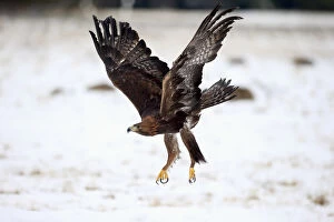 Naturfotografie & Sohns Wildlife Photography Collection: Golden Eagle, (Aquila chrysaetos)
