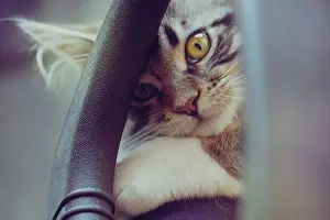 Cat Prints: Golden Eye