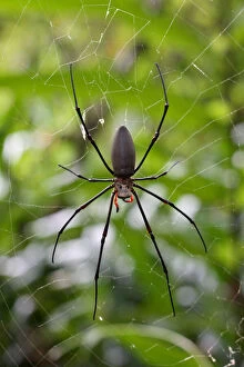 Australian Spiders Collection: Golden orb spider