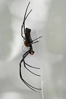 Louise Denton Collection: Golden Orb Spider, side view in web