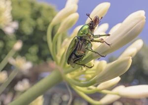 Images Dated 7th February 2017: Golden stage beetle (Lamprima sp. ) on Agapanthus flower