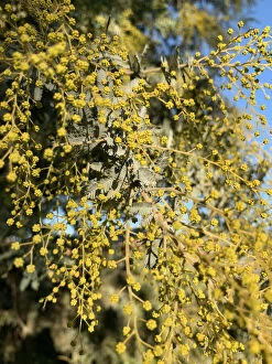 Beautiful Australian Wildflowers Collection: Golden Wattle Acacia growing in Australian bushland