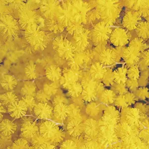 Jodie Griggs Prints: Golden Wattle flowers