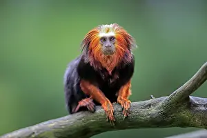 Goldenh lion tamarin